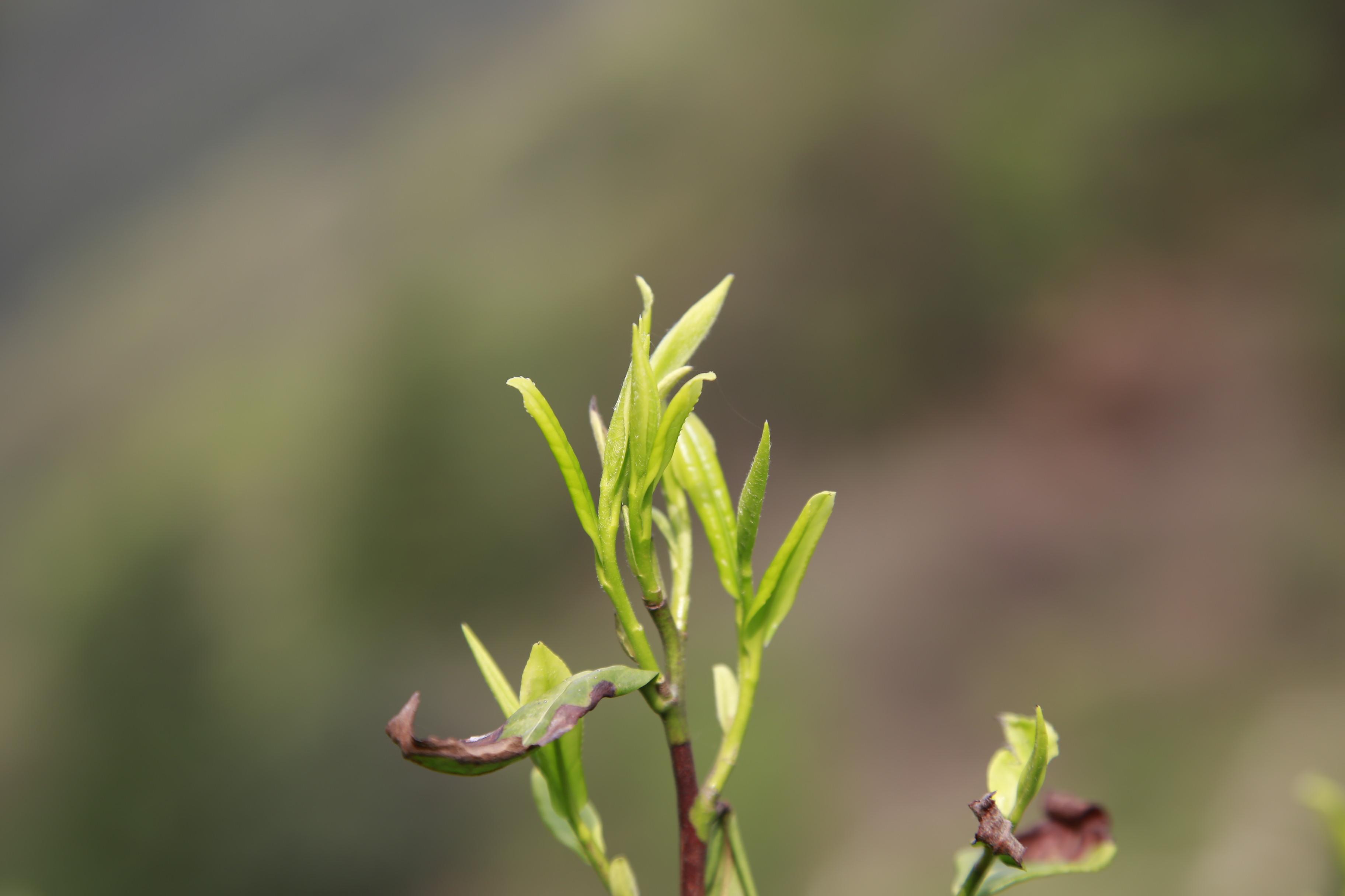 宣城中国茶府最新消息，繁荣的茶产业与未来展望